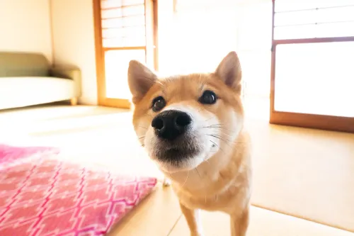 【長崎県東彼杵郡川棚町】民泊撮影です。 no.95-12