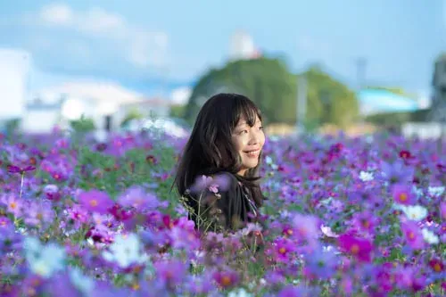 キリンビール園のコスモス