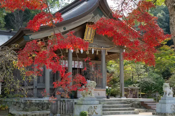 太宰府市・竈門神社の紅葉2025｜平日限定11,000円の七五三撮影プランのお知らせ