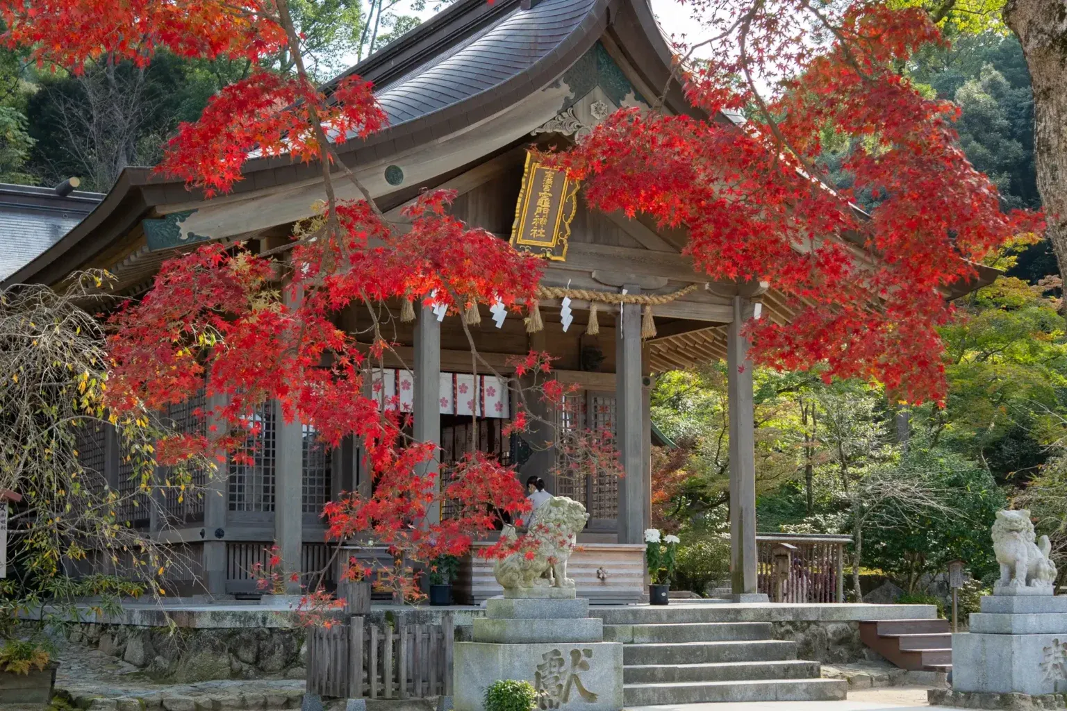 太宰府市・竈門神社の紅葉2025｜平日限定11,000円の七五三撮影プランのお知らせ