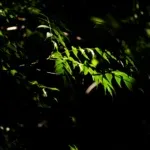 前の記事 - もうすぐ夏が来ますよ！