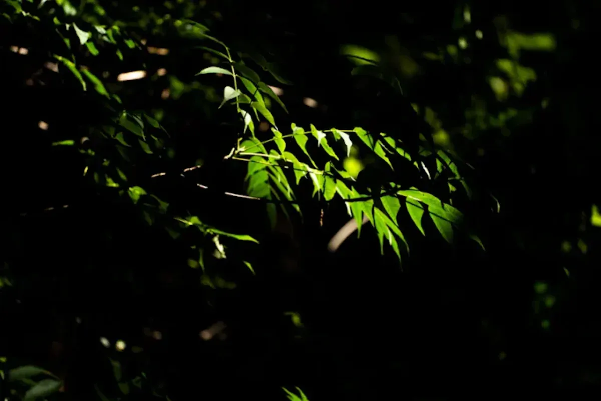 もうすぐ夏が来ますよ！