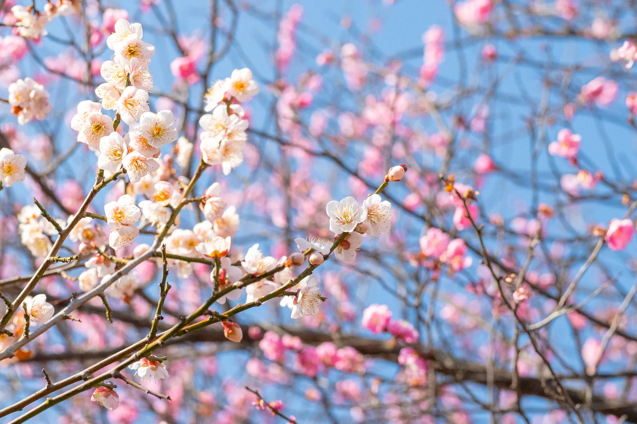 飯塚市の勝盛公園の桜