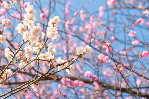 飯塚市の勝盛公園の桜