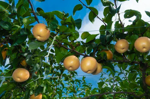 宮若市の藤島農園